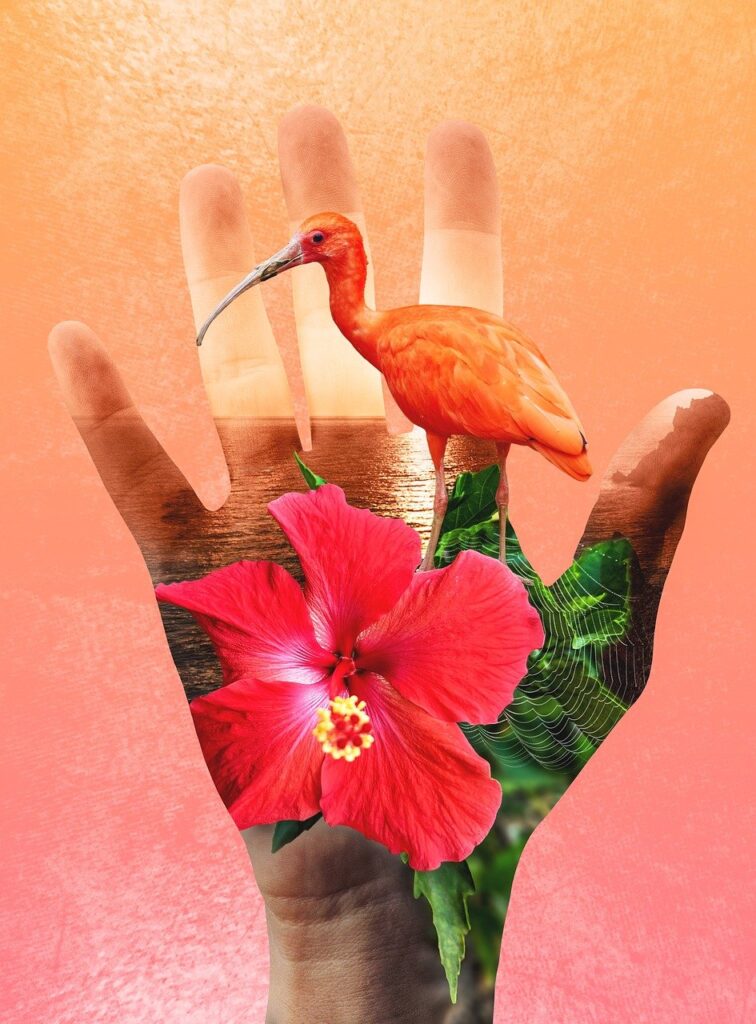 ibis, hibiscus, blossom-8869922.jpg